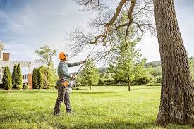 Best Lawn Renovation and Restoration  in Elliston, VA