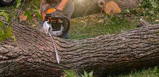 Best Tree Preservation Services  in Elliston, VA