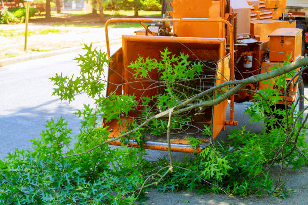 Best Tree Risk Assessment  in Elliston, VA