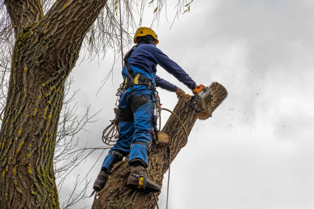 How Our Tree Care Process Works  in  Elliston, VA