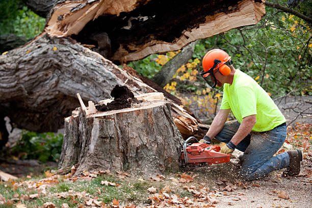 Best Mulching Services  in Elliston, VA