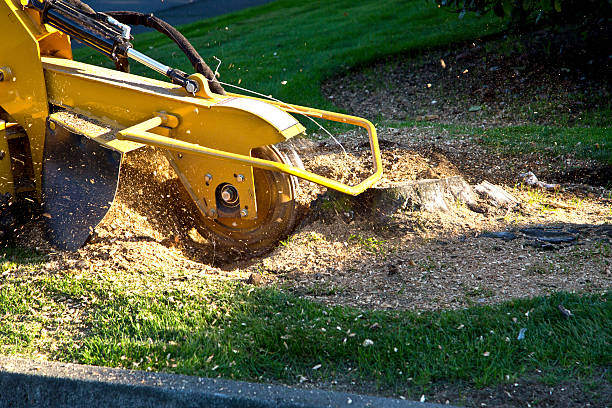 Reliable Elliston, VA Tree Services Solutions