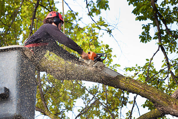 Best Stump Grinding and Removal  in Elliston, VA