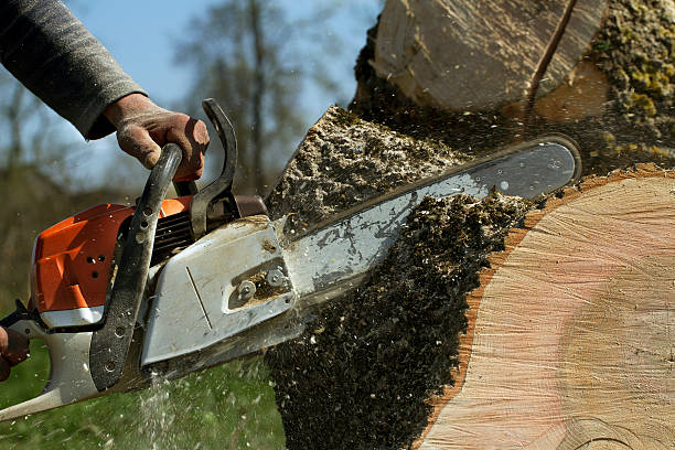 Best Tree Maintenance Programs  in Elliston, VA
